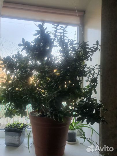 Денежное дерево толстянка крассула