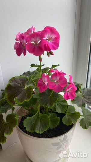 Герань пеларгония(большой выбор сортов)