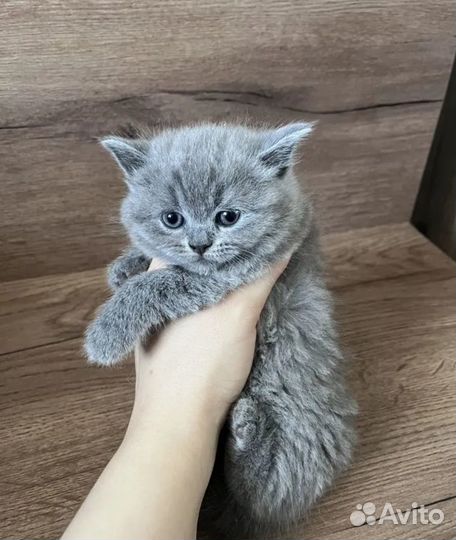 Шотландская вислоухая девочка