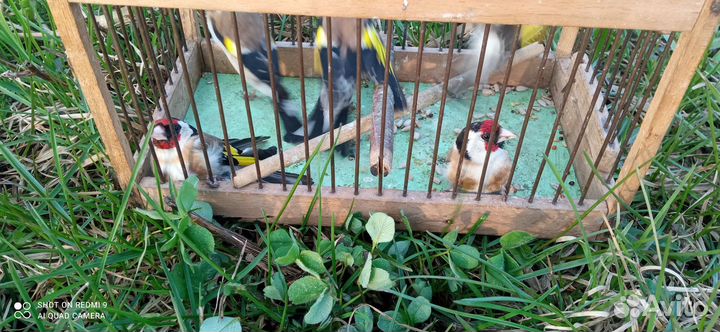 Птица щегол