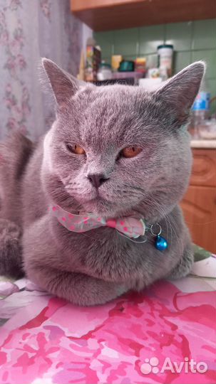 Вязка с британским котом