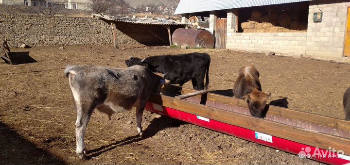 Телята бычки