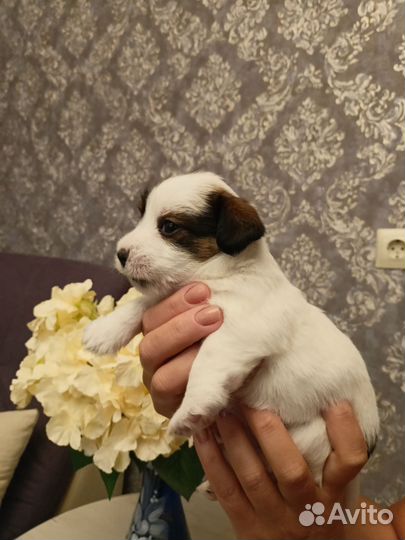 Щенки жесткошерстные джек Рассел терьер