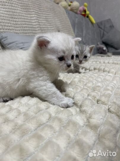 Шотландские котята