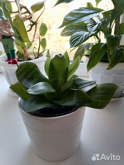 Комнатные цветы