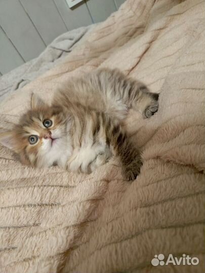 Котята бобтейл