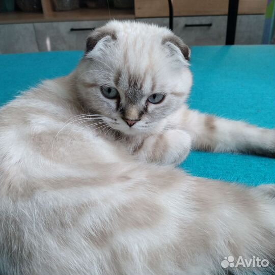 Шотландский вислоухий котик (4,5 м.)