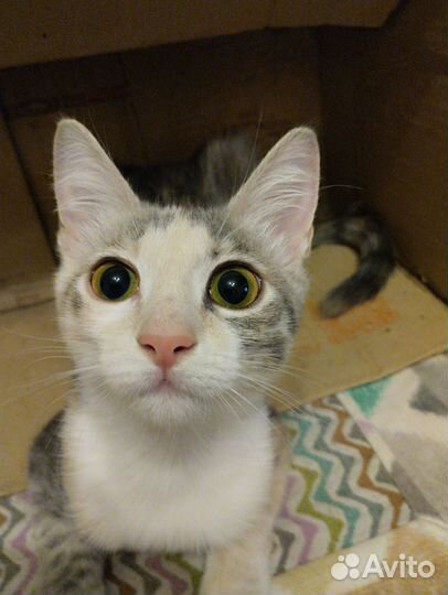 Котенок Машка очень хочет домой