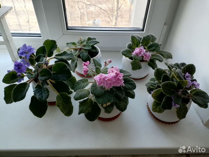 Цветущие фиалки