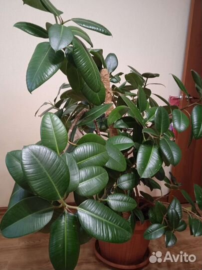 Фикус каучуконосный большой