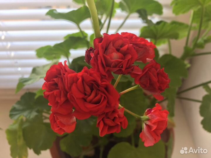 Герань пеларгония