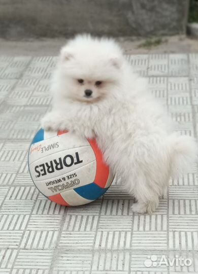 Померанский шпиц мини девочка