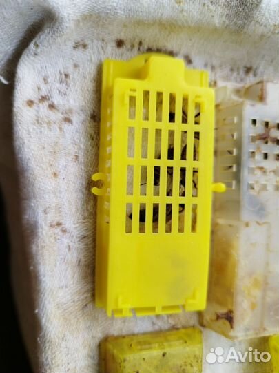 Пчелиная матка Бакфаст F-1 плодная 2023г