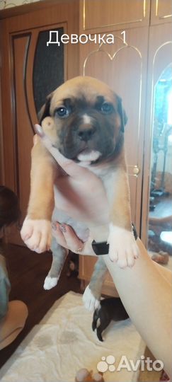 Продаются щенки американского питбуля