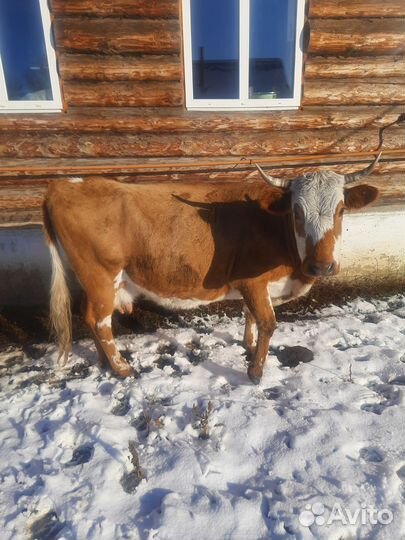 Продажа крс