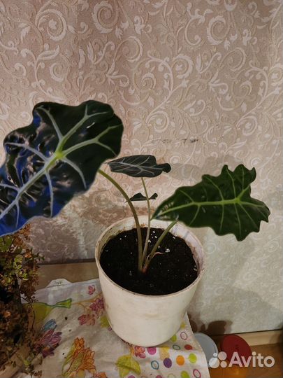 Алоказия полли