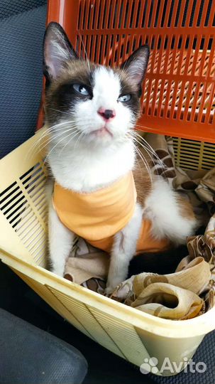 Кошка в добрые руки