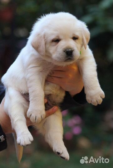 Лабродоры щенки