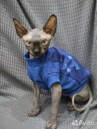 Одежда для сфинкса