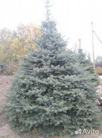 Ель голубая с доставкой