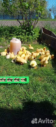 Утята/ гусята