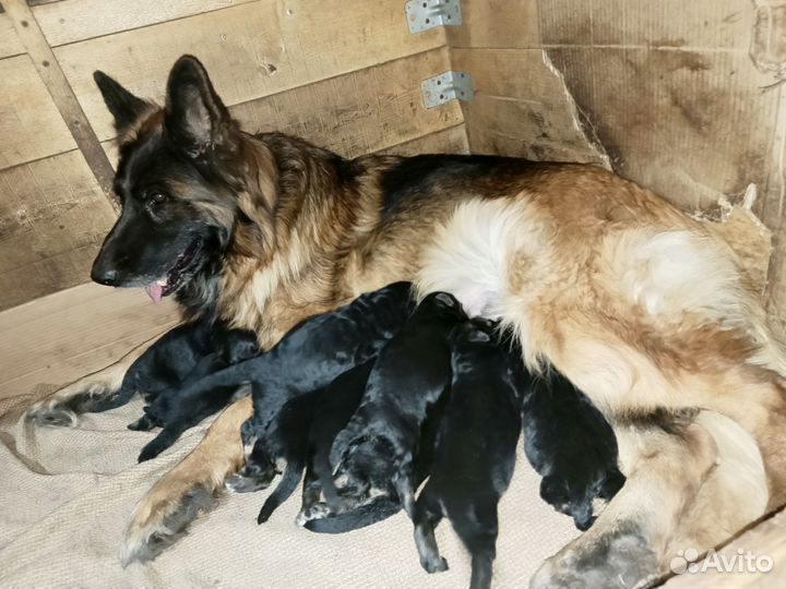 Черная немецкая овчарка