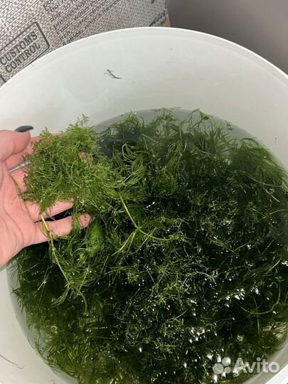 Водоросли для аквариума