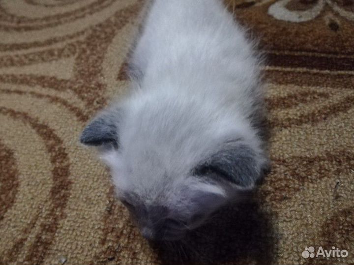 Сиамская кошечка