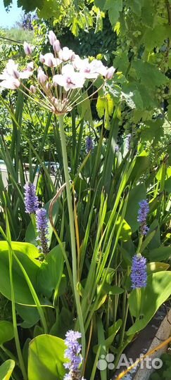 Понтедерия серцевидная