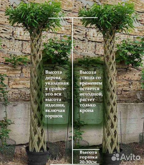 Плетёная ива / русская пальма/живая изгородь