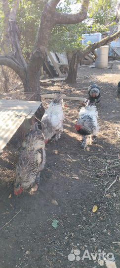 Петух брама годовалый