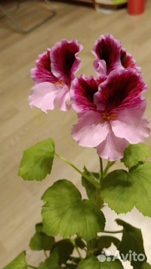 Пеларгония герань цветущая королевская