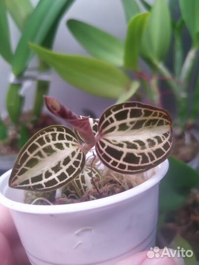 Драгоценные орхидеи