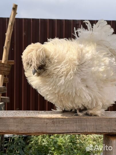 Петух китайский шелковый