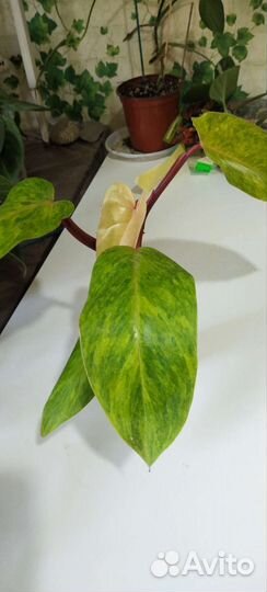 7 филодендронов
