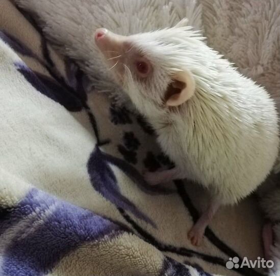 П.е.р.е.д.е.р.ж.к.а