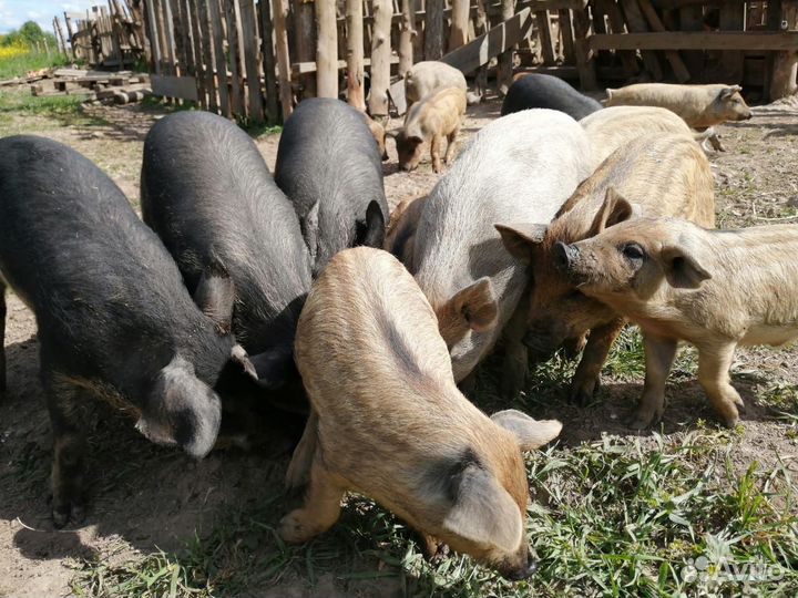 Поросята Венгерская мангалица