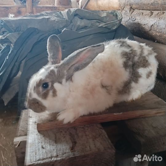 Кролик