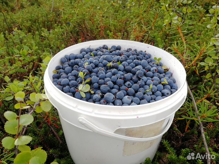 Голубика, черника, грибы, морошка