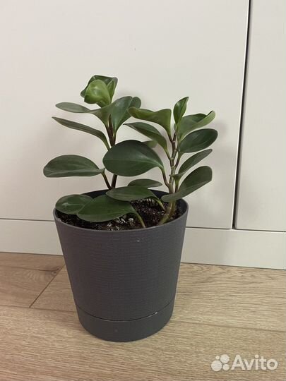 Пеперомия, плектрантус