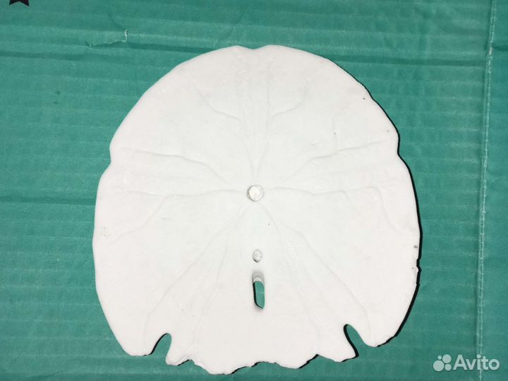 Sand dollar из США