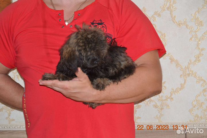 Щенок болонки мальчик