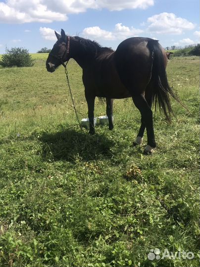 Кабыла помесь