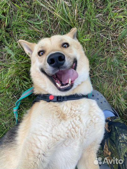 Собака из приюта ищет дом