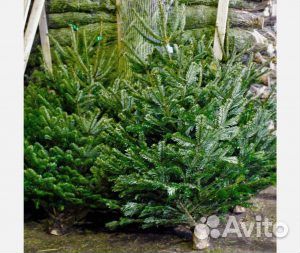 Живая новогодняя елка оптом и в розницу