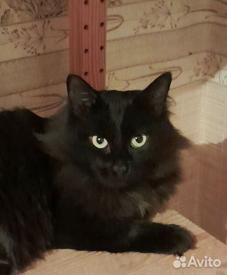 Молодой чёрный кот