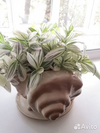 Традесканция с горшком