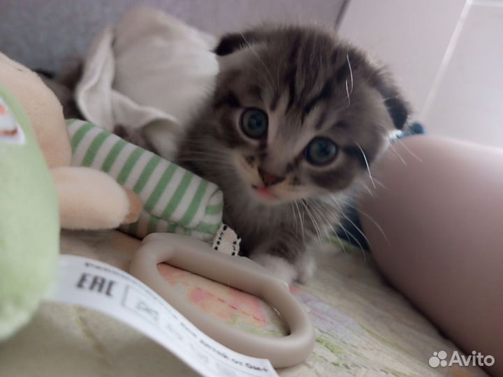 Шотландские вислоухие котята