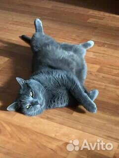 Передержка животных на время отпуска