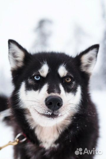 Сибирский хаски, девочка